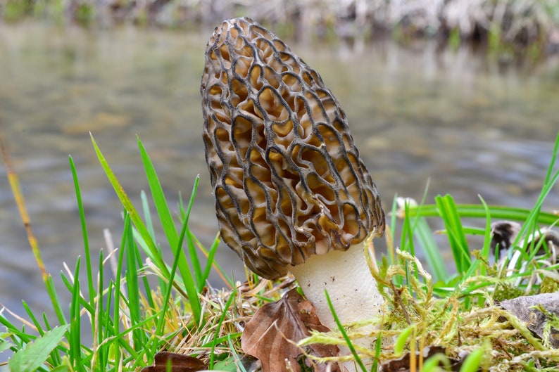 Graines de morilles biologiques, plus de 50 graines de morilles blanches, jardinage domestique, taux de germination élevé, facile à cultiver, héritage sans OGM image 2