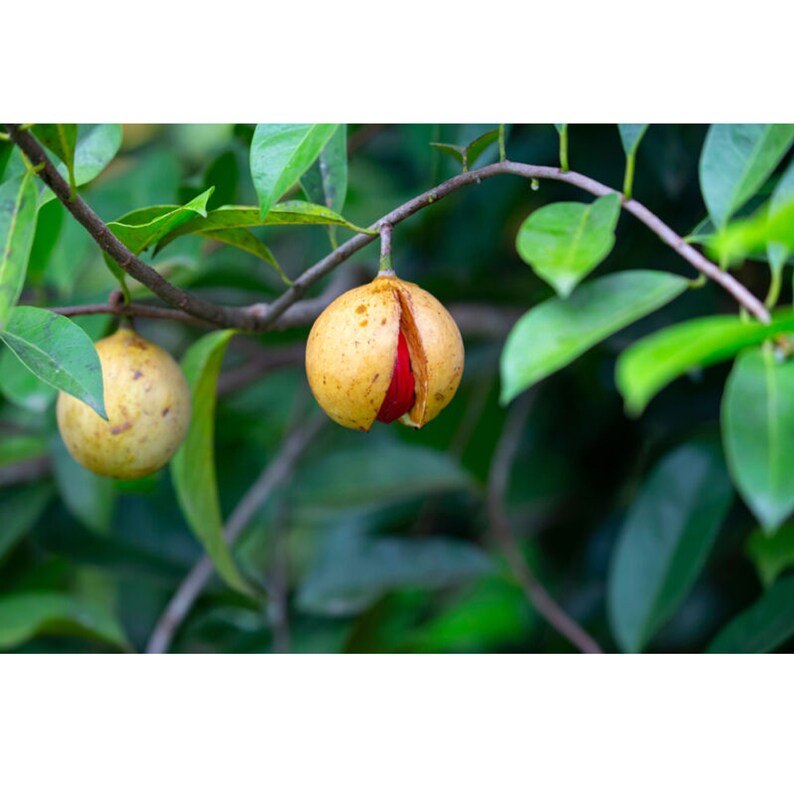 Nutmeg Tree Organic Seeds 3 Count Nutmeg Tree Seed Nutmeg Etsy