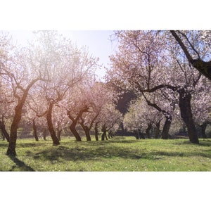 Semillas orgánicas de almendro amargo, más de 5 unidades de semillas de almendro amargo natural, para aceite y comestibles, sin OGM reliquia, polinización abierta imagen 7