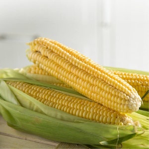 Semillas orgánicas de maíz, más de 30 semillas de maíz con leche dulce, semillas de maíz dulce para jardín y maceta, para barbacoa, sin OGM - reliquia, polinización abierta