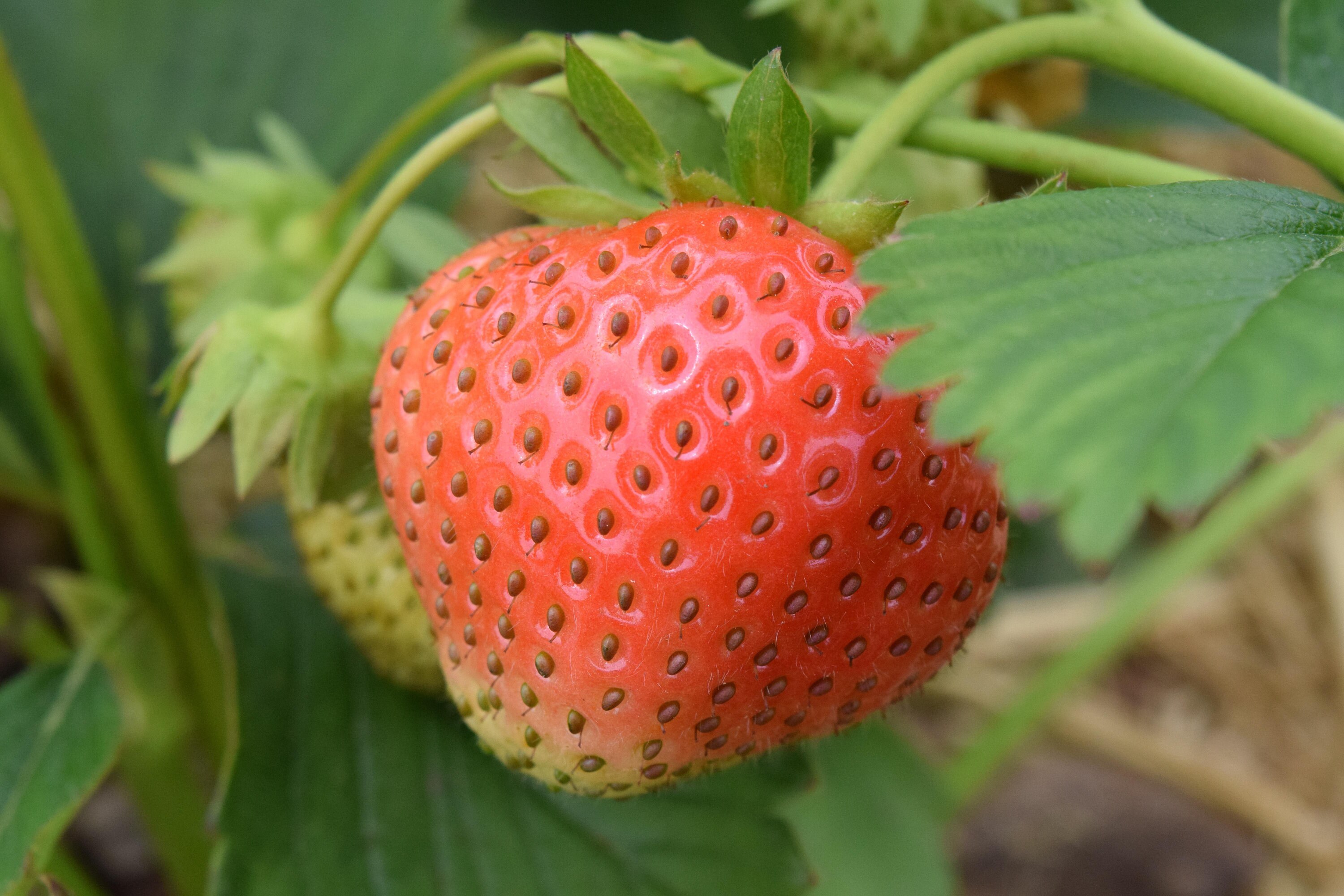 Apricot Seeds Giant Strawberry Seeds  Organic, Non-GMO, High Germination  For Home Garden & Pots Home Gardening Seeds
