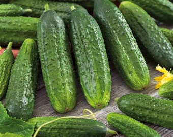 Organic Cucumber Seed, 30+ Count Village Type Pickled Table Cucumber Seed, Garden and Potted Cucumber Seed