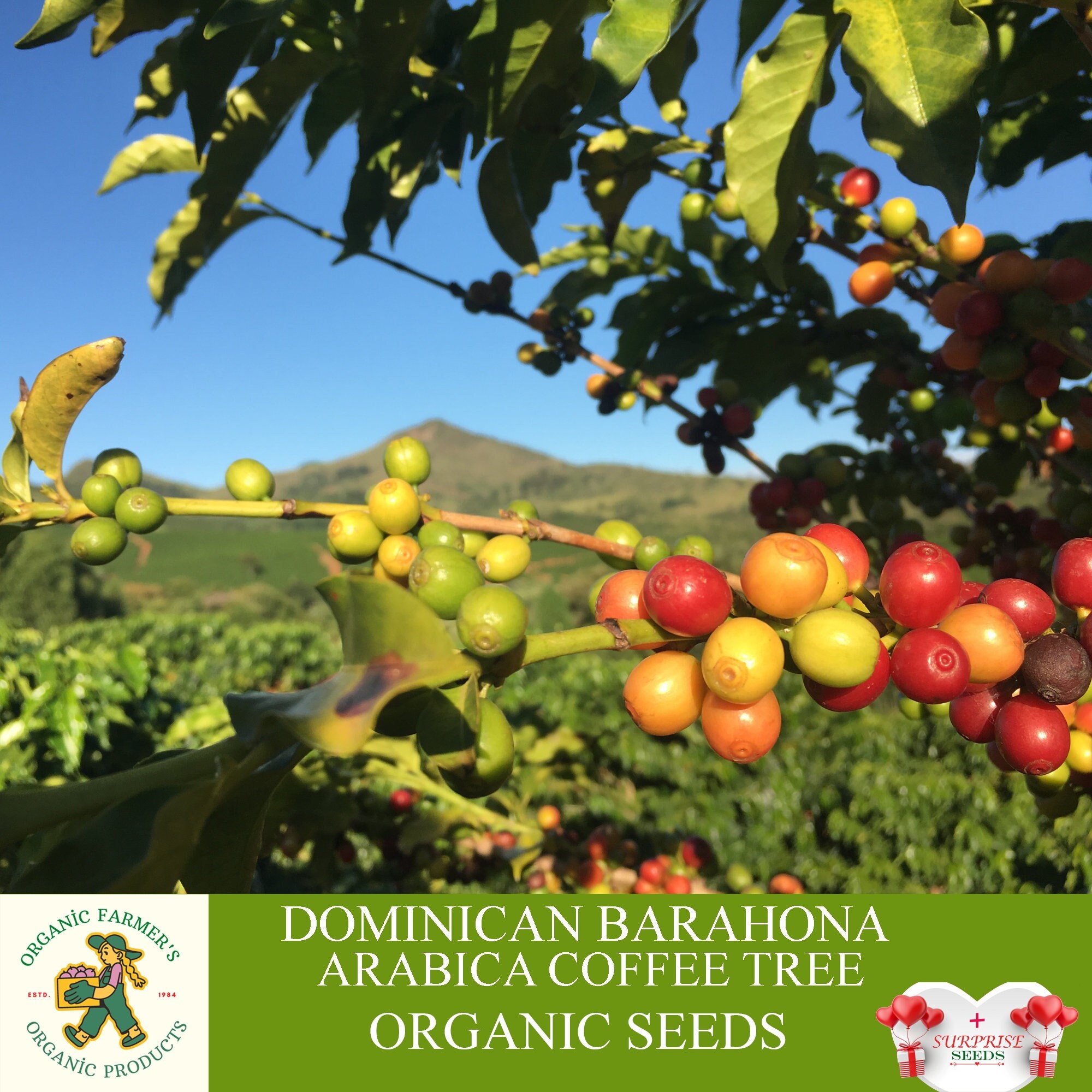 Dominican Barahona Arabic Coffee Tree Organic Seeds, 10+ Count Coffee Tree Seed, Coffee Plant for Pot and Garden, Non-GMO - Heirloom