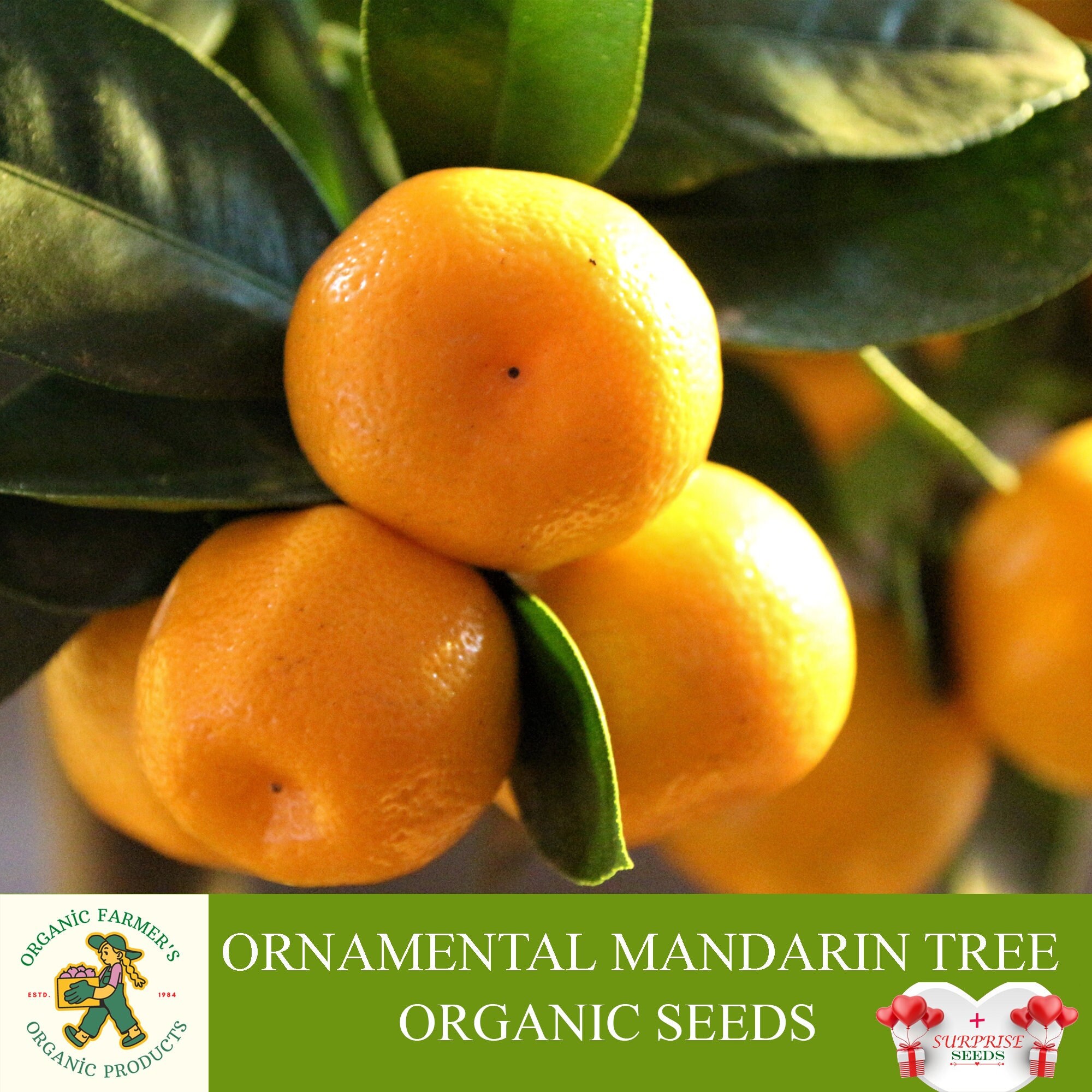 Ornamental Mandarin Tree Organic Seeds, 10+ Count Mandarin Tree Seed, Mandarin Plant Seeds for Garden and Pot, Non-GMO - Heirloom