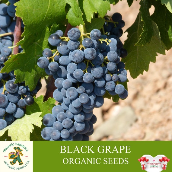 Black Grape Organic Seeds 10 Count Black Grape Seed Sweet - Etsy