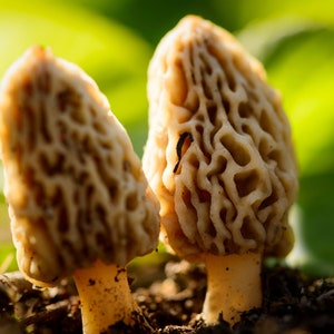 Graines de morilles biologiques, plus de 50 graines de morilles blanches, jardinage domestique, taux de germination élevé, facile à cultiver, héritage sans OGM image 5