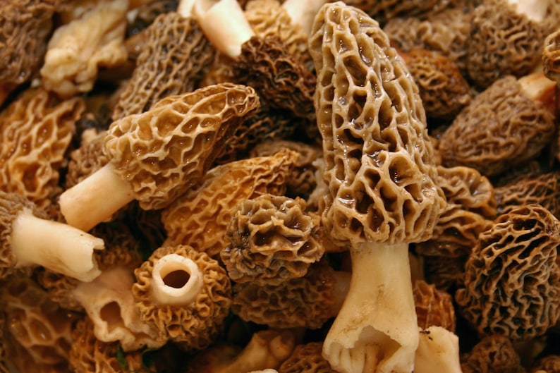 Graines de morilles biologiques, plus de 50 graines de morilles blanches, jardinage domestique, taux de germination élevé, facile à cultiver, héritage sans OGM image 10