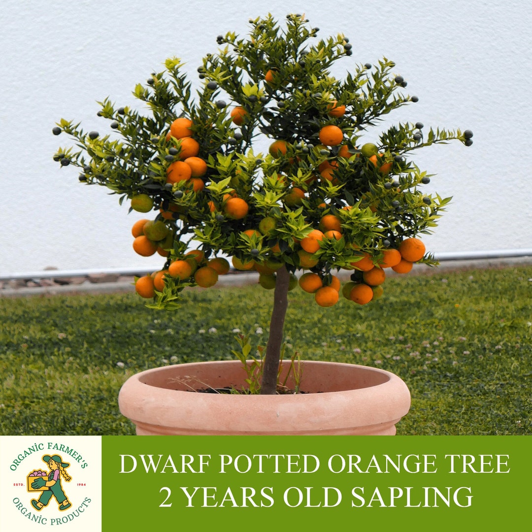 Dwarf Potted Orange Sapling, Grafted Ready to Plant, With Tuberous Soil