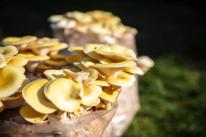 Graines de pleurotes jaunes biologiques, plus de 50 graines de pleurotes, jardinage domestique, taux de germination élevé, facile à cultiver, héritage sans OGM image 5