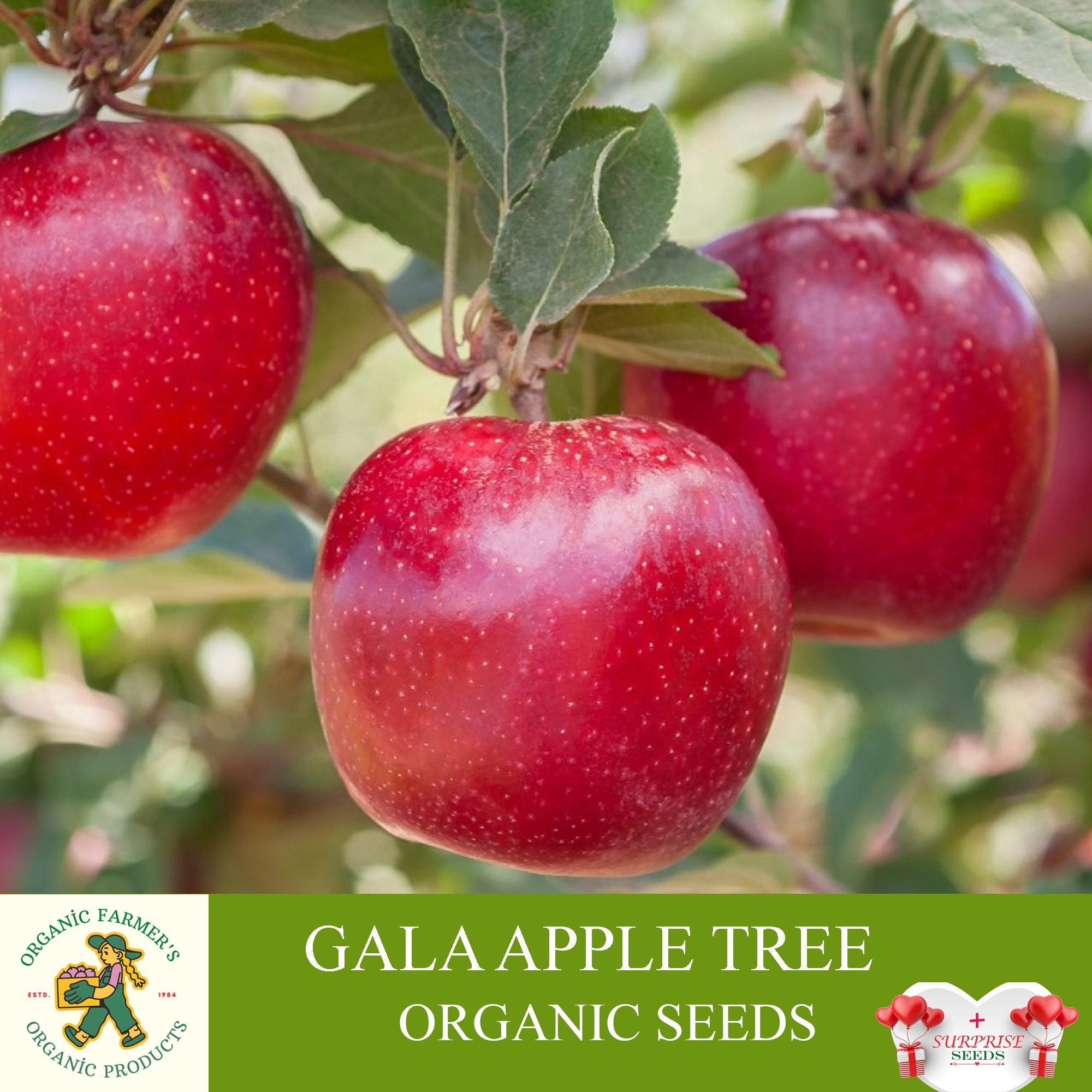 Gala Apple Tree Organic Seeds, 5 Count Gala Apple Tree Seed, Gala