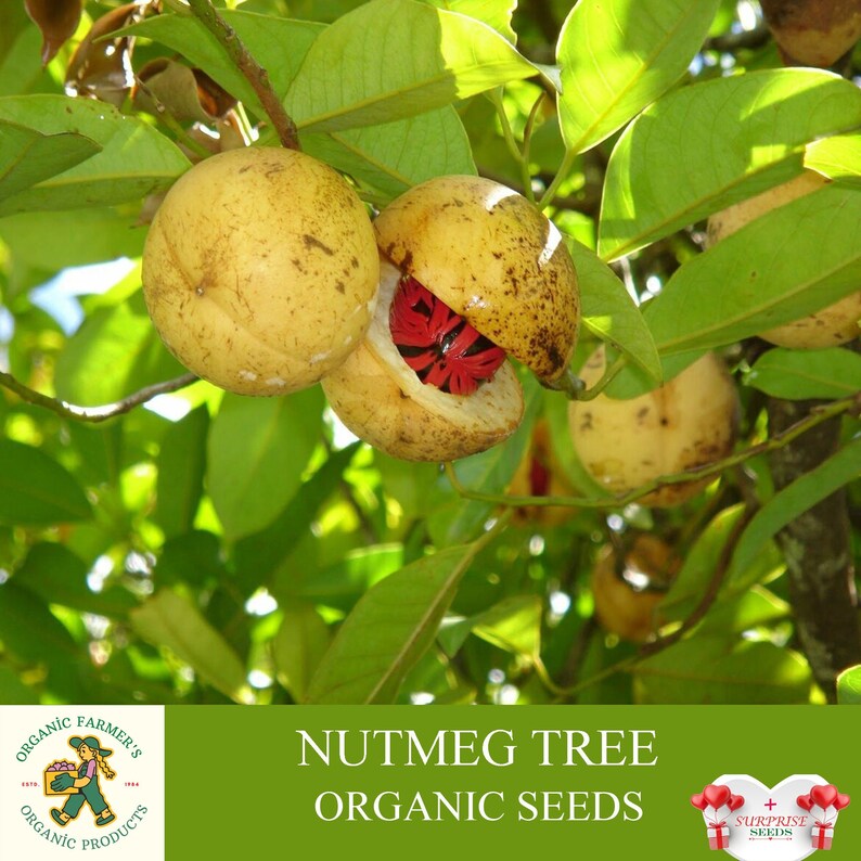 Nutmeg Tree Organic Seeds 3 Count Nutmeg Tree Seed Nutmeg Etsy