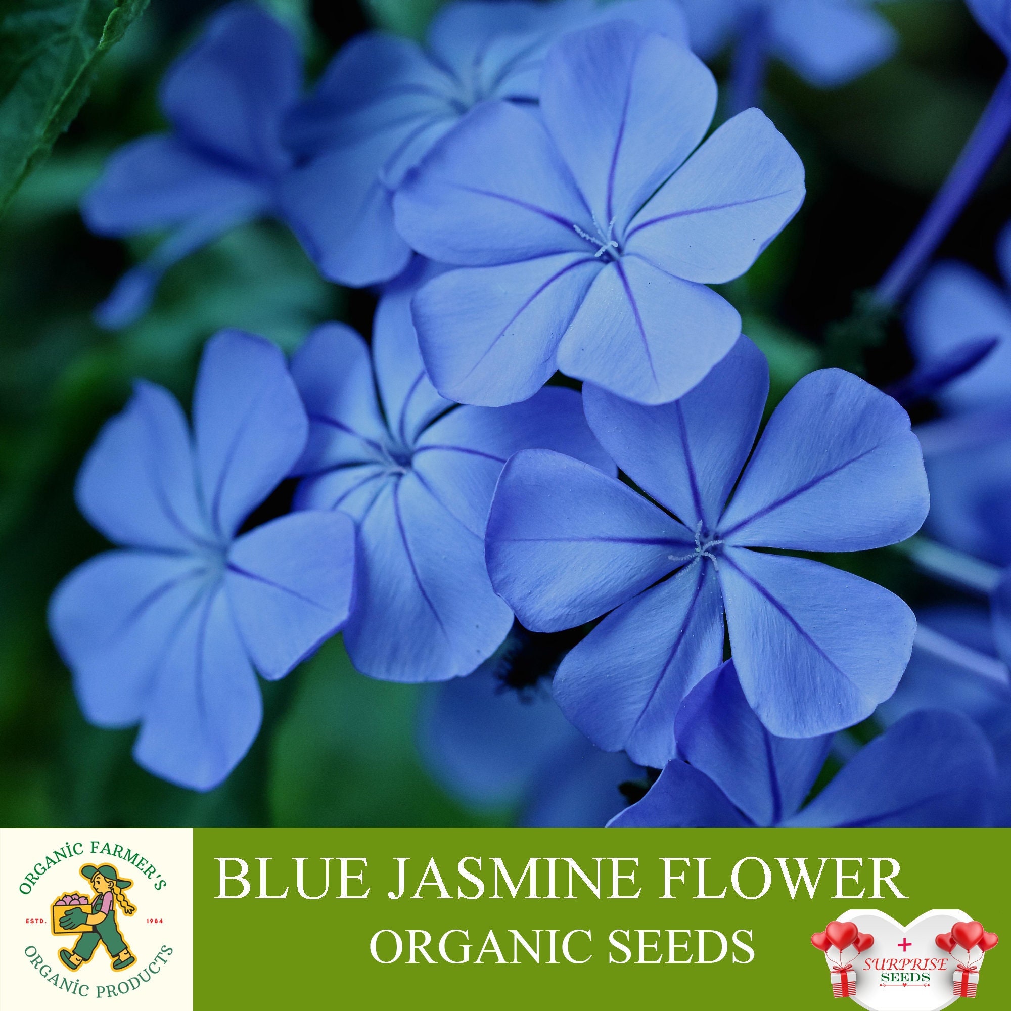 Blue Jasmine Flower Organic Seeds 5 Count Blue Jasmine Flower