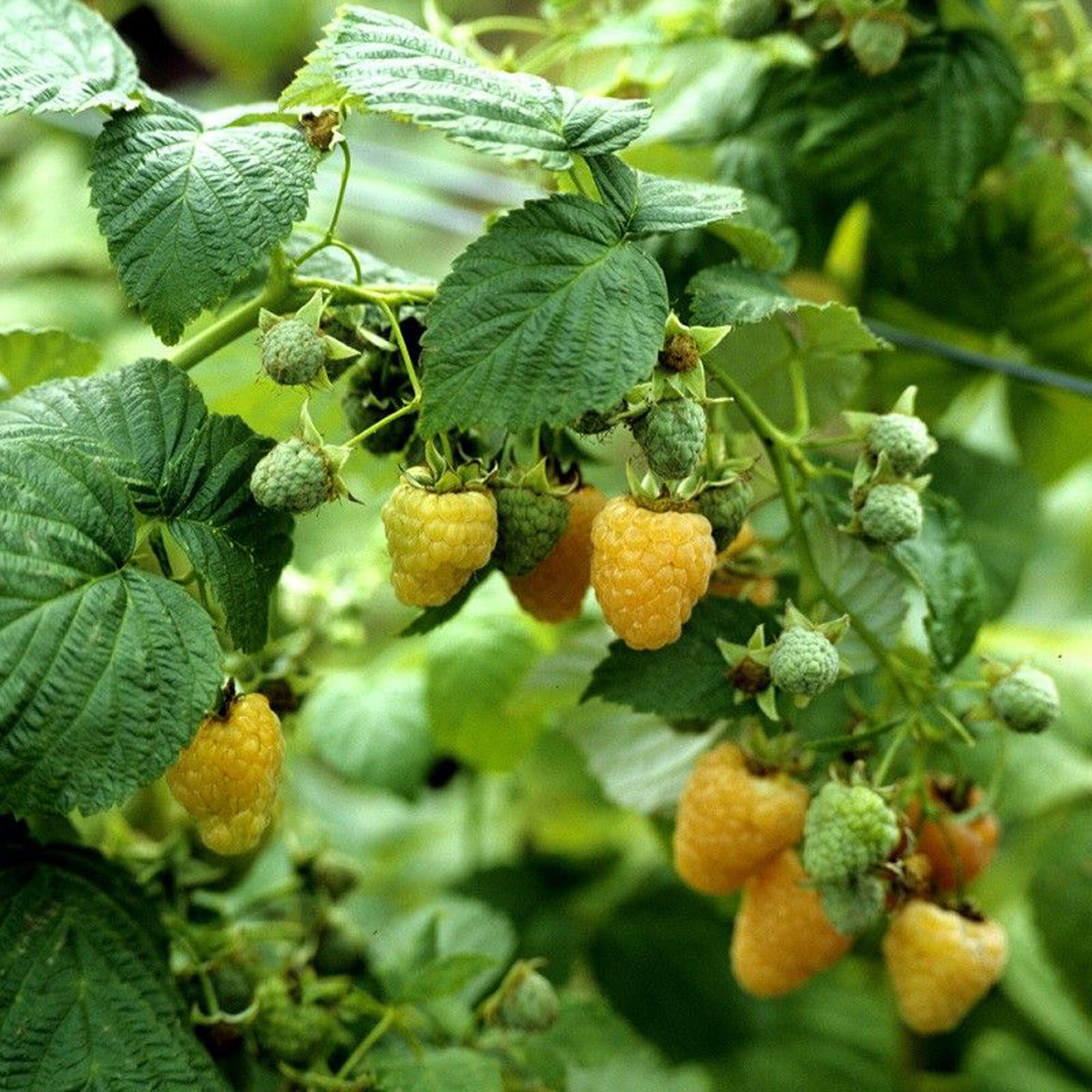 Plantes De Framboises Graines De Bonsaï Fruits D'Arbres Fruitiers Framboise FraîChe Graines