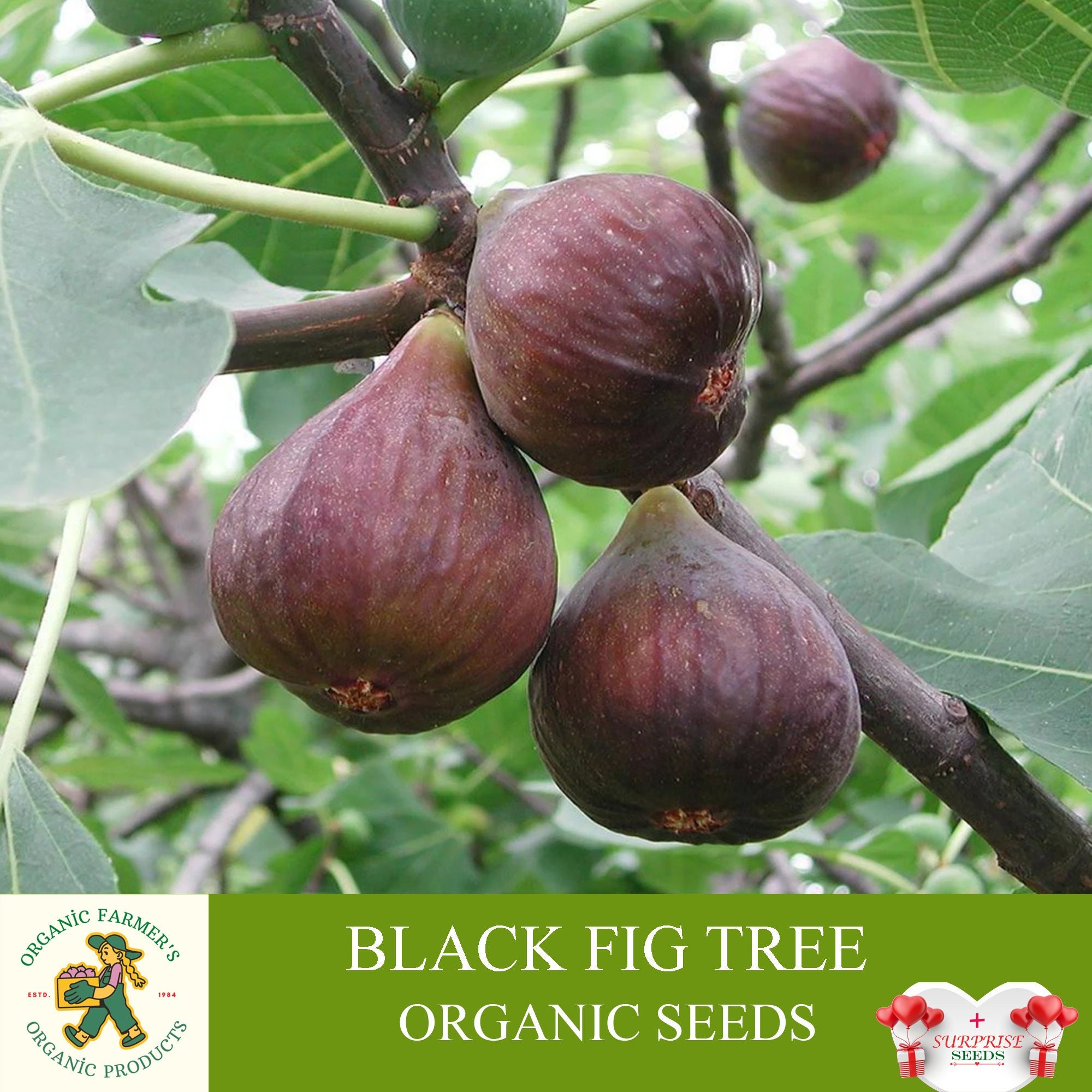 Black madeira fig - Etsy 日本