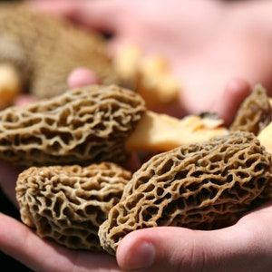 Graines de morilles biologiques, plus de 50 graines de morilles blanches, jardinage domestique, taux de germination élevé, facile à cultiver, héritage sans OGM image 6