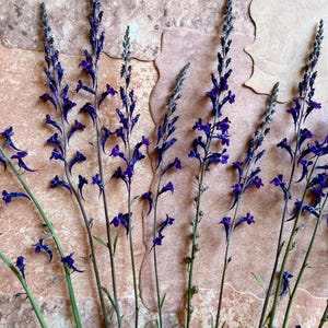 May include: Several tall, slender stems of blue lobelia flowers featuring vibrant, deep purple-blue petals arranged in spikes. The delicate blossoms are attached to thin, green stalks with small, narrow leaves, creating a vertical floral arrangement.