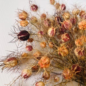 Nigella Stems ‘Love in a Mist’.