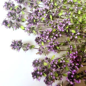 May include: Fresh sprigs of thyme featuring numerous small, vibrant purple flowers and tiny green leaves. The stems are thin and woody, arranged in a loose cluster with the blossoms densely packed along the upper sections of each individual stalk.