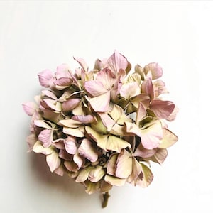 May include: A close-up of a dried hydrangea flower head. The flower petals are a mix of pale pink and faded green, with a few brown spots. The flower is set against a plain white background.