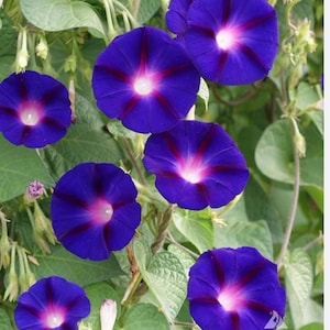 May include: A cluster of vibrant morning glory flowers. The blooms are a rich blue, with a pink and white central area and red stripes. Green leaves and vines provide a backdrop.