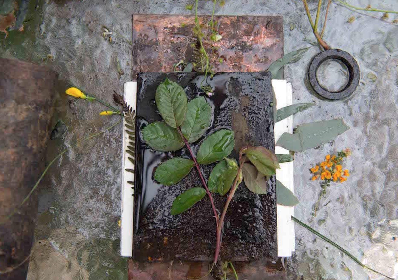 Ecoprinting on Paper Etsy Australia