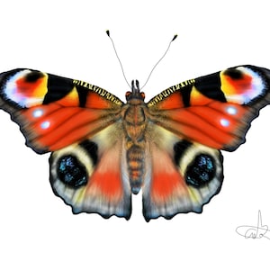 Peacock Butterfly