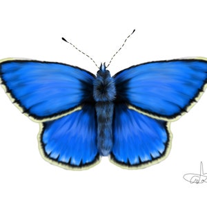 Farfalla di Adone