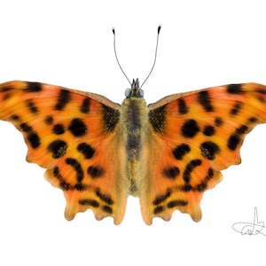 Pode incluir: Um close-up de uma borboleta laranja e preta com padrões intrincados em suas asas. A borboleta está isolada em um fundo branco.