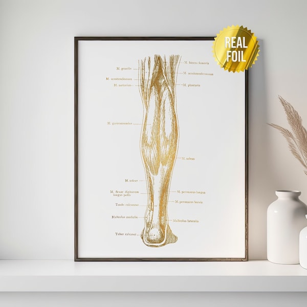 Medical School Gift Anatomy Poster Foil Print - Massage Therapy Gift - Doctors Office Decor - Nursing Student - Medical School