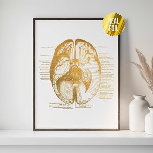 Human Brain Anatomy Medical Student Gift Foil Print - Doctors Office Decor - Neuroscience Art - Nursing Student - Anatomy Poster