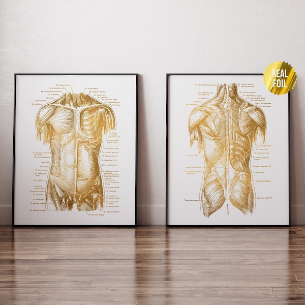 Human Body Anatomy Physical Therapy Foil Print Set of 2 - Massage Therapy Gift - Human Anatomy Art - Gym Wall Art - Anatomy Poster