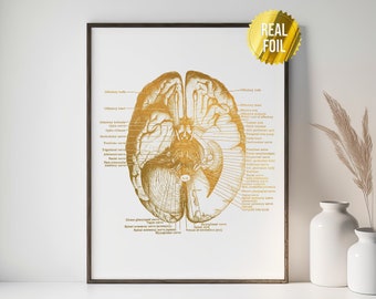 Human Brain Anatomy Medical Student Gift Foil Print - Doctors Office Decor - Neuroscience Art - Nursing Student - Anatomy Poster