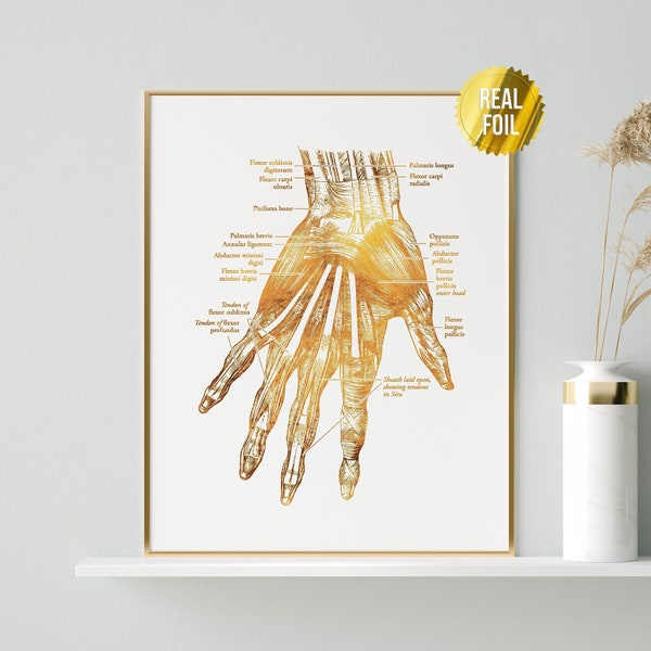 Vintage Hand Anatomy Art - Orthopedic Surgeon Medical Sudent - Physical Therapist Gifts - Hand Therapist Gift - Med Student - Human Anatomy