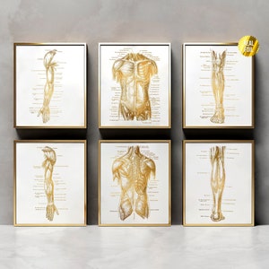 Human Body Anatomy Massage Therapy Gift Foil Print Set of 6 - Human Anatomy Art - Physical Therapy - Physical Therapist Gifts - Gym Wall Art