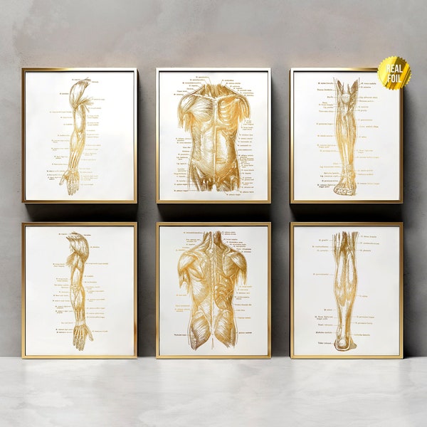 Menselijk lichaam anatomie massage therapie cadeau folie print set van 6 - menselijke anatomie kunst - fysiotherapie - fysiotherapeut geschenken - sportschool kunst aan de muur