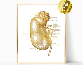 Kidney Transplant Anatomy Art Foil Print - Kidney Donor Gift - Urologist Nephrologist - Nurse Practitioner - Anatomical Kidney - Nephrology