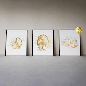 Brain Anatomy Art Foil Print Set of 3 - Medical School - Human Brain Anatomy - Nursing Gifts - Medical Student Gift - Nurse Graduation Gift