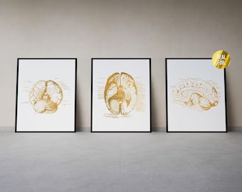 Gehirn Anatomie Kunst Foil Print 3er-Set - Medizinische Abteilung - Menschliche Gehirn Anatomie - Pflege Geschenke - MedizinStudent Geschenk - Krankenschwester Abschluss Geschenk