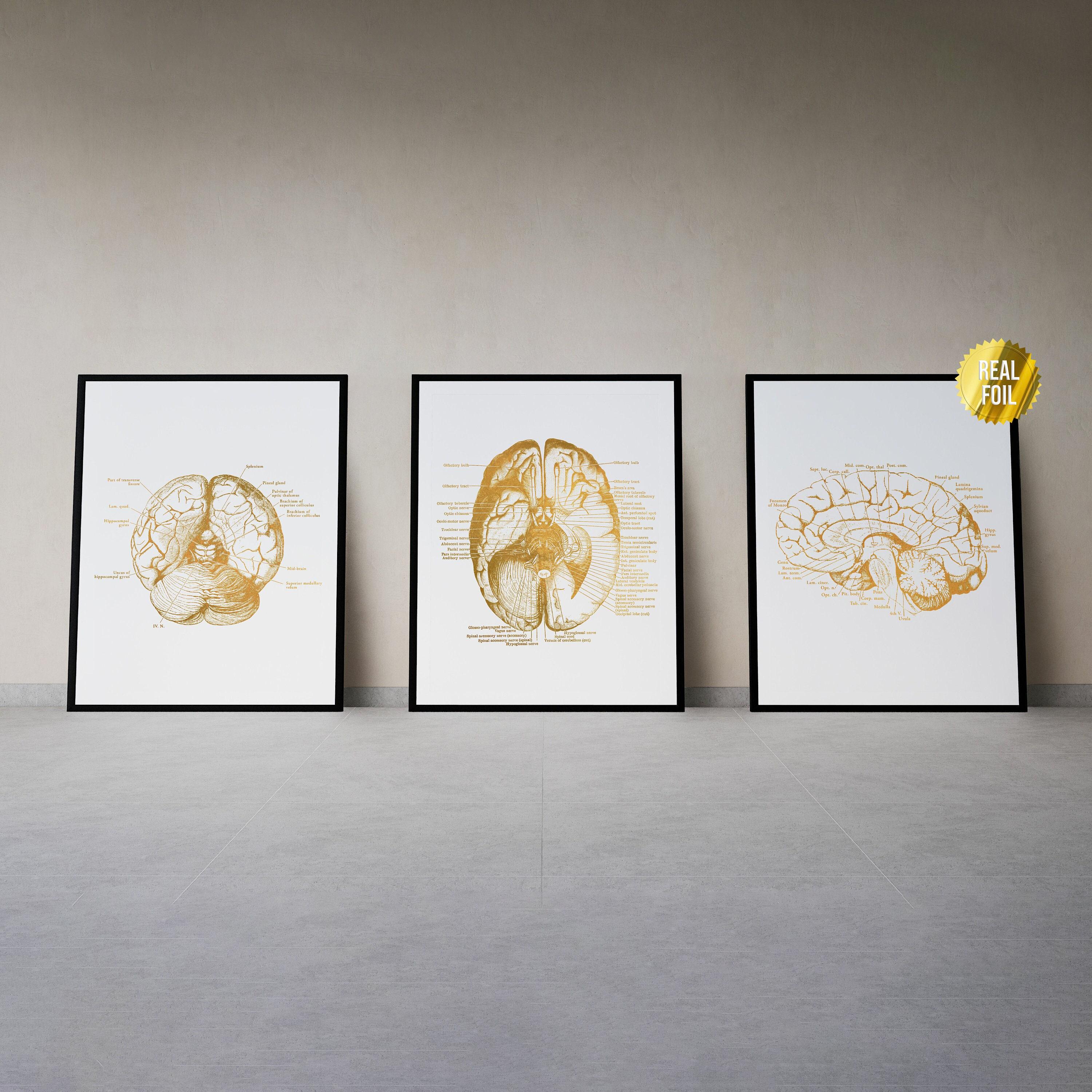 Brain Anatomy Art Foil Print Set of 3 - Medical School - Human Brain ...