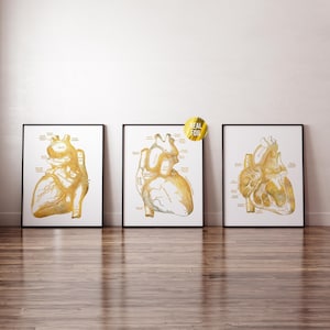 May include: Three framed prints of anatomical heart illustrations. The hearts are rendered in gold foil on a white background, with detailed labeling. The frames are black, and the prints are displayed on a wooden floor.