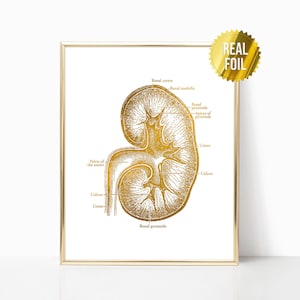 Anatomical Kidney Surgeon Gift Foil Print - Nephrologist - Kidney Transplant Gift - Urology - Human Kidney Art - Kidney Donor Gift