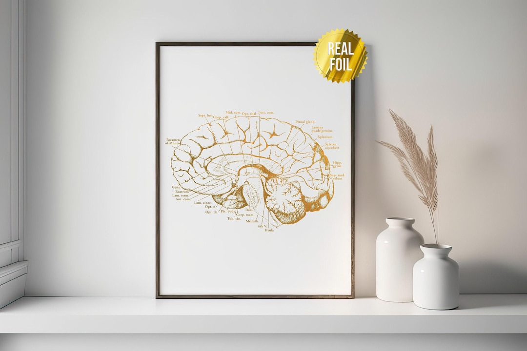 Human Brain Anatomy Art Foil Print - Nursing Student - Doctors Office ...
