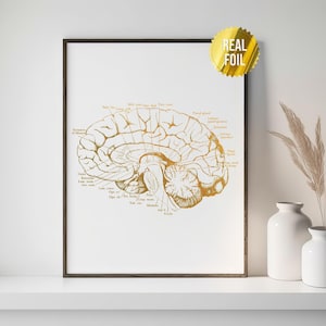 May include: Gold foil print of a human brain with anatomical labels. The print is framed in a black frame and is hanging on a white wall.