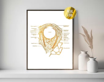 Anatomical Eye Foil Print - Optometrist Office Medical Art - Optician Office Decor - Eye Clinic Wall Art - Medical Student Gift