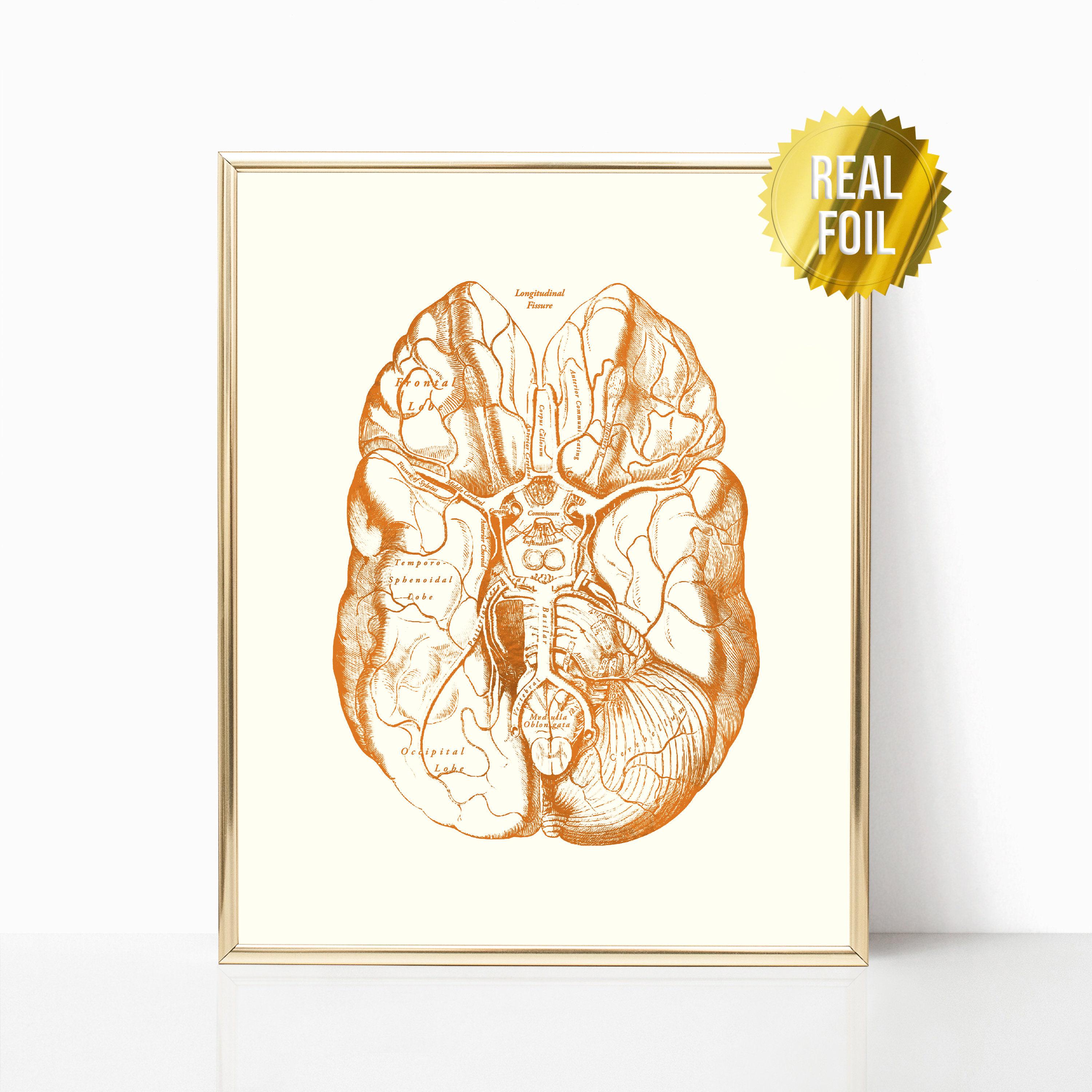 Brain Anatomy Foil Print Set of 4 - Nurse Practitioner Gifts - Social ...