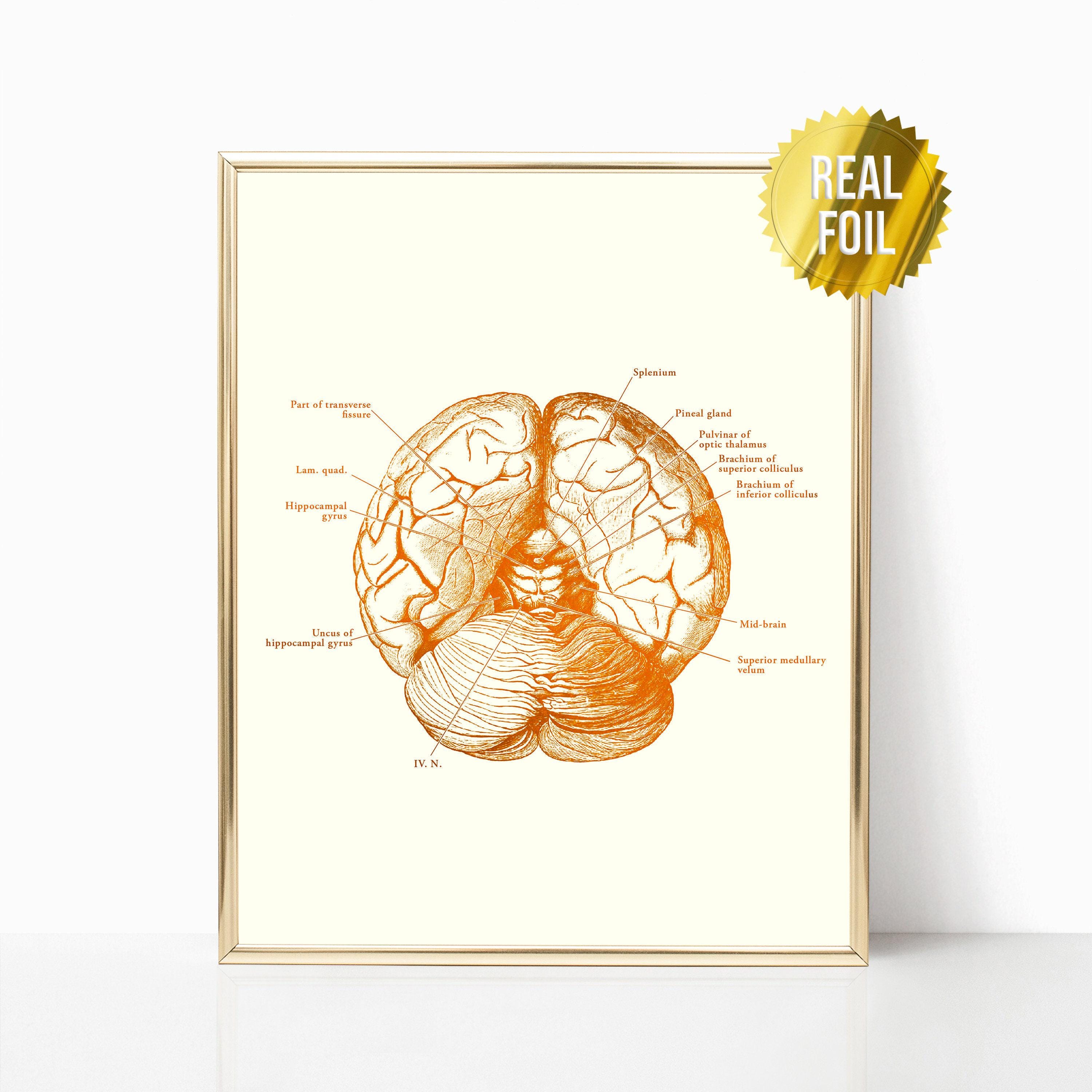 Brain Anatomy Foil Print Set of 4 - Nurse Practitioner Gifts - Social ...