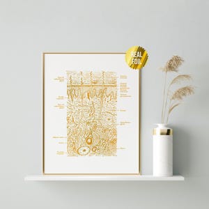 Spa Decor Anatomy Art Foil Print - Skin Anatomy Poster - Dermatologist Gift Medical Art - Skin Care Histology Art- Medical Student Gift