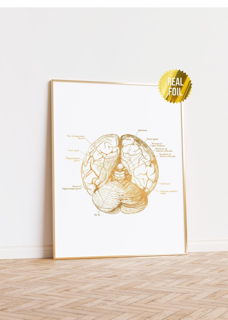 Vintage Brain Anatomy Foil Print Set of 4 - Neuroscience Art ...
