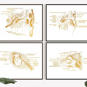 Anatomische oorfolie print set van 4 - audioloog kantoorinrichting - anatomie kunst oor - KNO-arts - KNO - oor diagram anatomie poster