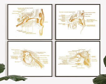 Zestaw 4 wydruków na folii do anatomii uszu - Dekoracja gabinetu audiologa - Sztuka anatomii ucha - Lekarz laryngolog - Otolaryngologia - Plakat z diagramem anatomii ucha